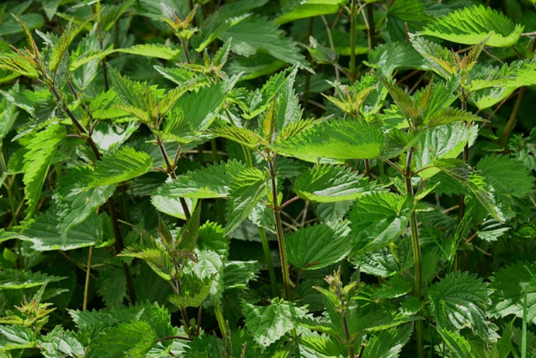 Stinging nettle reduces size of lesions in rat model of endometriosis