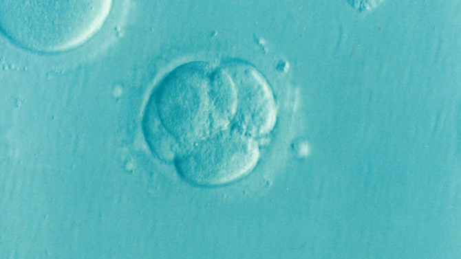 Embryo vitrification is safe but longer storage reduces chances of pregnancy success