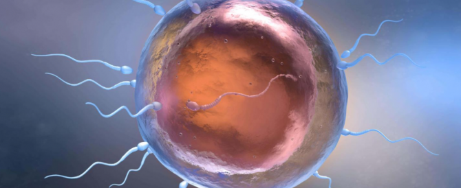 Human eggs use chemical attraction to ‘choose’ sperm