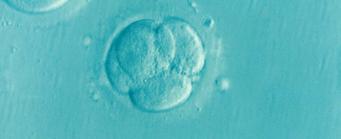 O πλακούντας είναι το πρώτο όργανο που δημιουργεί το γονιμοποιημένο ωάριο
