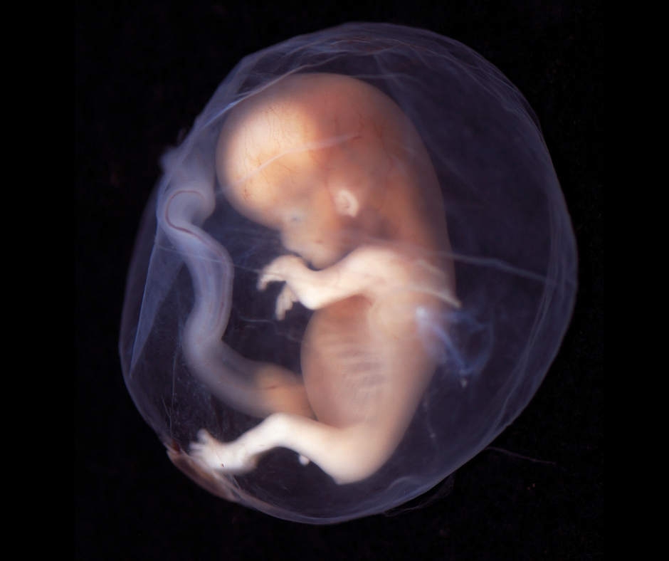 New insight into formation of the human embryo