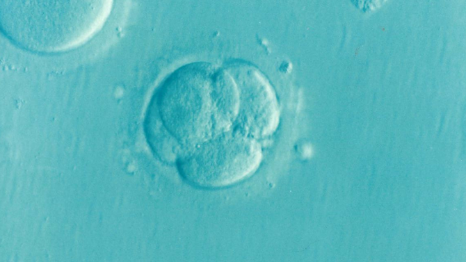Νέα ανακάλυψη: Τα γονίδια ενεργοποιούνται από την πρώτη στιγμή στο έμβρυο